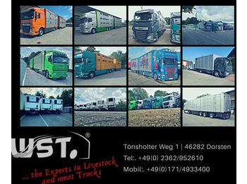 Djurtransport lastbil MAN TGX 26.480 XL Menke   3 Stock Vollalu Hubdach: bild 1