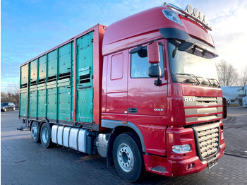 Djurtransport lastbil DAF XF 105 460