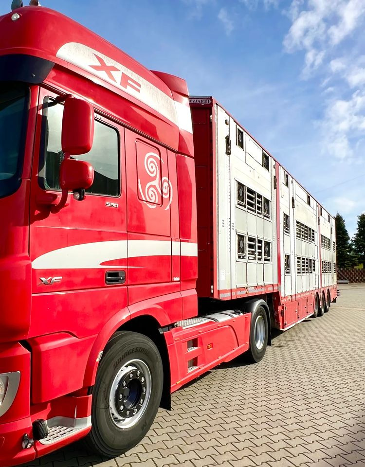 Pezzaioli NACZEPA 2017 / 3 POZIOMY / TRANSPORT ZWIERZĄT / HYDRAULIKA / STEROWANIE PILOTEM/ PODNOSZONY DACH / - Djurtransport semitrailer: bild 4 Pezzaioli NACZEPA 2017 / 3 POZIOMY / TRANSPORT ZWIERZĄT / HYDRAULIKA / STEROWANIE PILOTEM/ PODNOSZONY DACH / - Djurtransport semitrailer: bild 4