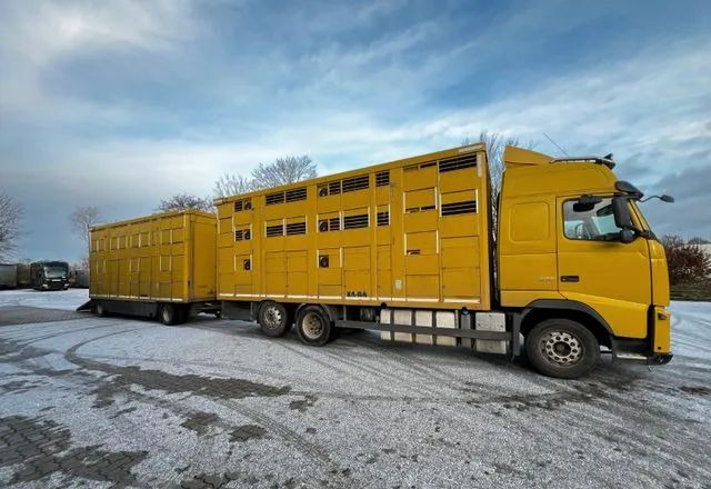 Volvo FH 420 • KABA • Transport Zwierząt 3xŚwinie/ 2xBydło 3-piętrowy • Euro 5 • Retarder • Oś podnoszona i skrętna - Djurtransport lastbil: bild 3 Volvo FH 420 • KABA • Transport Zwierząt 3xŚwinie/ 2xBydło 3-piętrowy • Euro 5 • Retarder • Oś podnoszona i skrętna - Djurtransport lastbil: bild 3