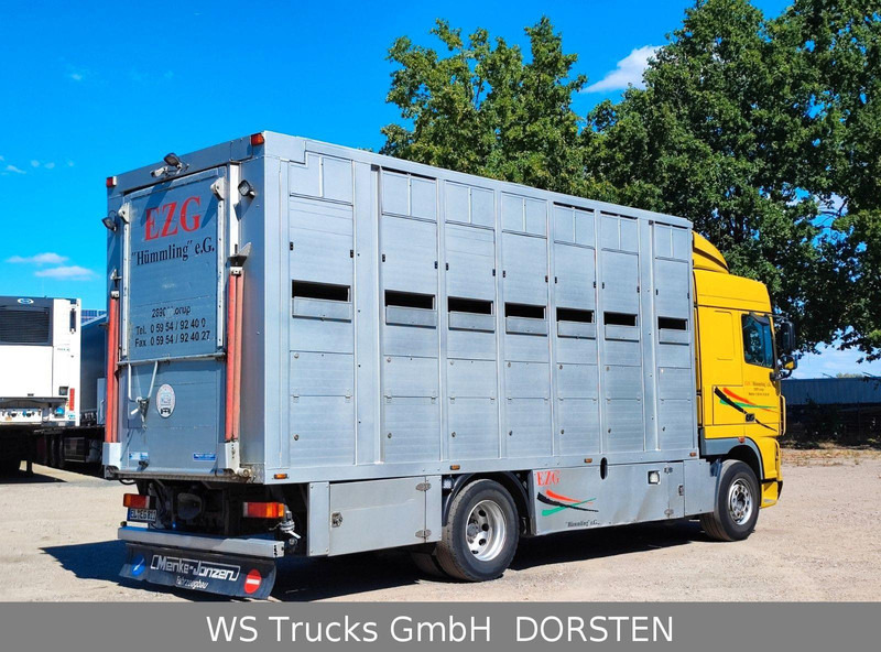 DAF XF410 Menke Doppelstock - Djurtransport lastbil: bild 5 DAF XF410 Menke Doppelstock - Djurtransport lastbil: bild 5